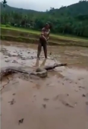 viral ular piton raksasa ditangkap warga