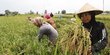 Jamin Ketersediaan Pangan, Pemerintah akan Perluas Lahan Pertanian di 2021