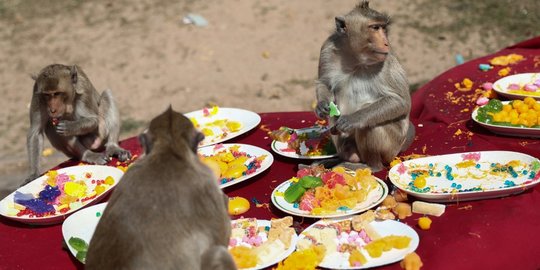 Festival Makan Gratis Para Monyet di Thailand