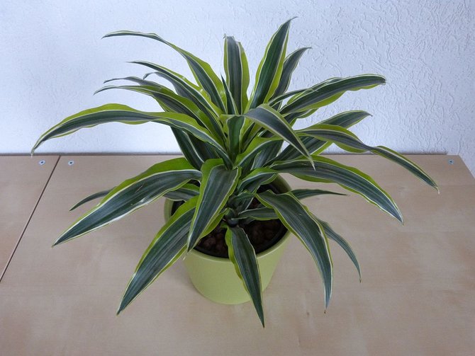 ilustrasi dracaena deremensis