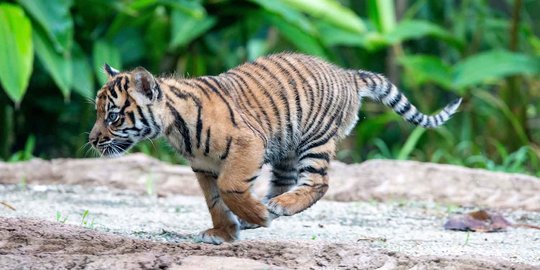 Masuk Permukiman, Harimau Sumatera Resahkan Warga Danau Kembar