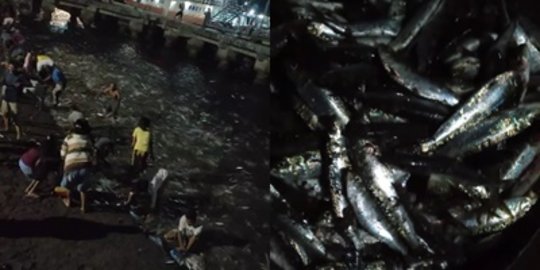 Viral Ribuan Ikan Naik ke Daratan, Warga Lembata NTT Menangkap Sambil Kegirangan