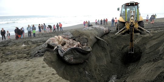 Penguburan Paus Sirip Jadi Tontonan Warga Chile