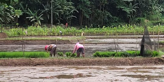 Berhasil Atasi Keong Mas, Pertanaman di Lebak Jalan Terus