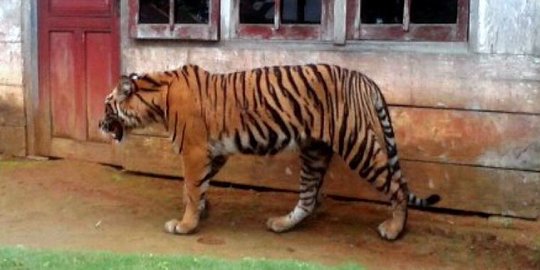 Diberi Umpan Anjing, Harimau di Danau Kembar Solok Akhirnya Ditangkap