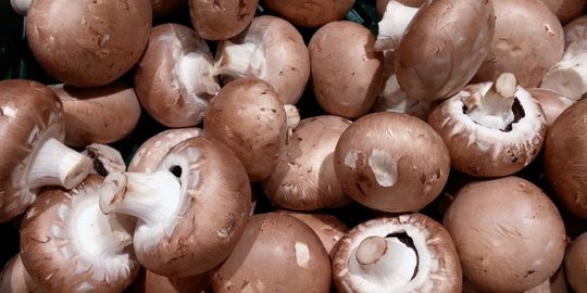 15 Jenis-jenis Jamur yang Bisa Dikonsumsi Beserta Manfaatnya Bagi Kesehatan