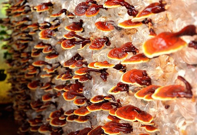 jamur reishi