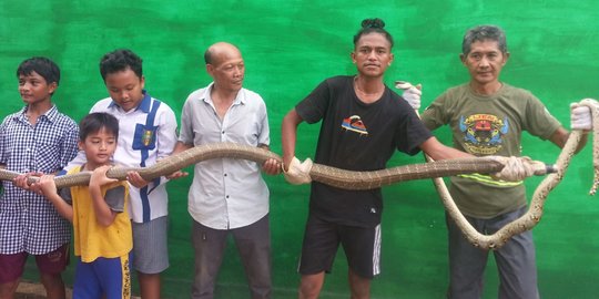 Warga Samarinda Tangkap King Cobra Panjang 3 7 Meter Yang Sedang Memangsa Piton Merdeka Com