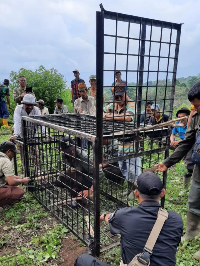 dua harimau sumatra teror warga di solok begini dampaknya bagi masyarakat sekitar