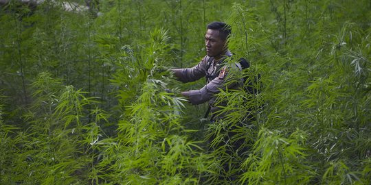 Polres Empat Lawang Temukan 2 Ladang Ganja di Bukit Barisan