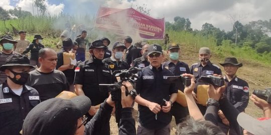 Bareskrim Polri Musnahkan 3 Hektare Ladang Ganja di Pegunungan Torsipira Manuk