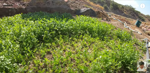 Potret Hijaunya Tanah Mekkah Subur Akibat Sering Diguyur Hujan Merdeka Com