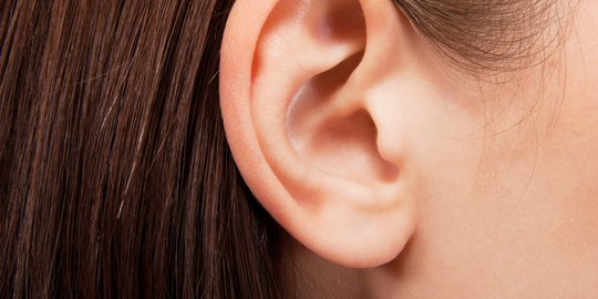 Telinga suara berfungsi untuk mengumpulkan yang bagian dan adalah menangkap Bagian telinga