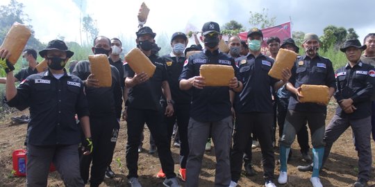 Bareskrim Polri dan Bea Cukai Musnahkan 5 Hektare Ladang Ganja di Sumut