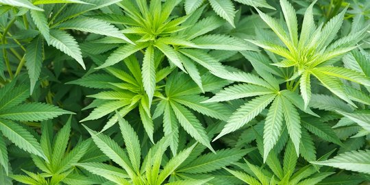 BNN Beberkan Alasan Indonesia Tetap Larang Penggunaan Ganja