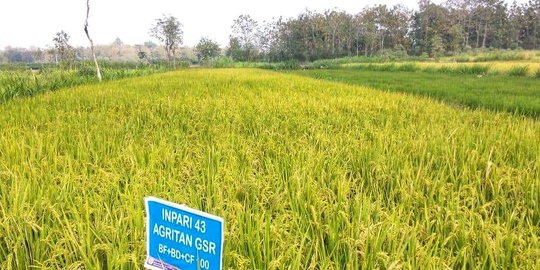 7 Penyakit Tanaman Padi Yang Perlu Diwaspadai Petani Ketahui Cara Mengatasinya Merdeka Com