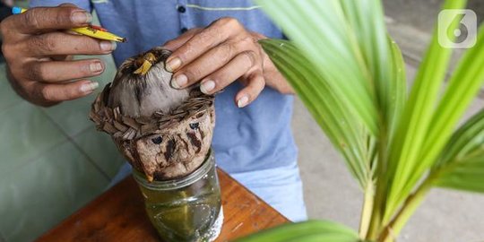 Omzetnya Jutaan, Begini Cerita Mantan Pekerja Migran Tekuni Bisnis Bonsai Kelapa