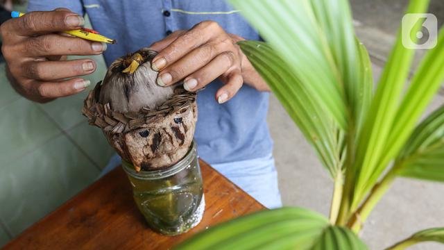 ilustrasi bonsai kelapa