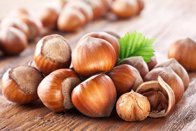 ilustrasi hazelnut