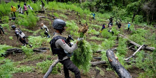 Melihat Pemusnahan Ladang Ganja Seluas 4,5 Hektare di Aceh