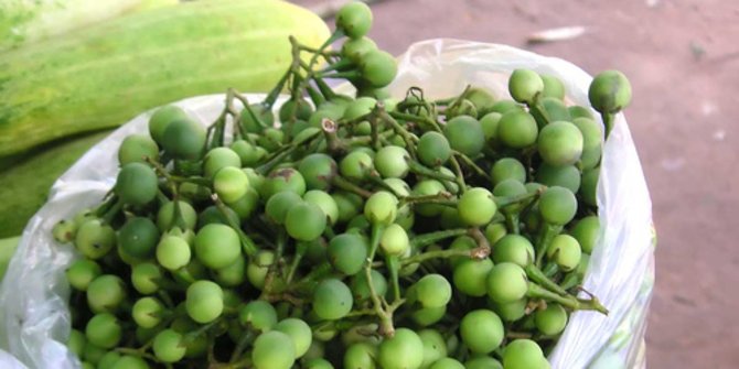 5 Health Benefits of Leunca, Overcome Headaches to Prevent Cancer