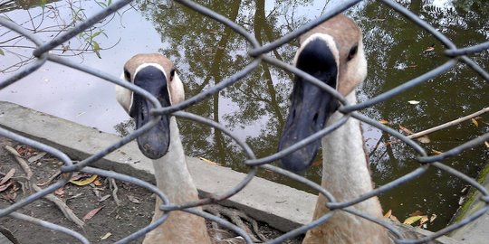 7 Cara Berternak Bebek Bagi Para Pemula, Bikin Enggak Gagal Panen