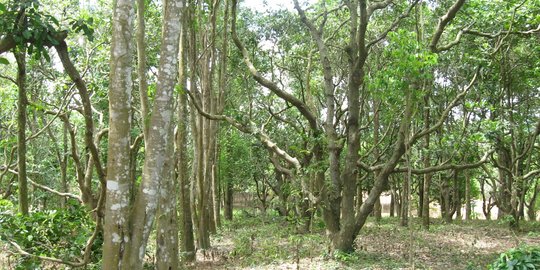 7 Manfaat Pohon Gaharu Hasil Hutan, Harganya Capai Ratusan Juta