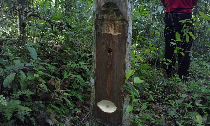 gaharu tree