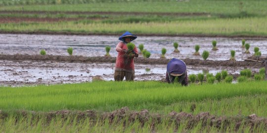 Penerapan FMSRB Bisa Mengendalikan Erosi Melalui Pengolahan Lahan Pertanian