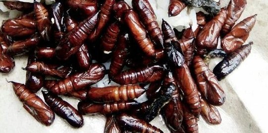 Tradisi Unik Berburu Ulat Jati ala Warga Bojonegoro, Dikonsumsi karena Ini
