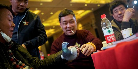 Potret Penghobi Merpati Balap di Kalangan Orang Kaya China