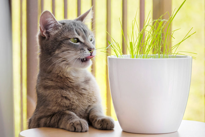 Gusar Kucing Suka Bermain dengan Pot Tanaman? Jajal Solusi Jitu 