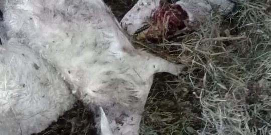 Tinggalkan Luka Gigitan, Puluhan Kambing di Kuningan Ini Mati Secara Misterius