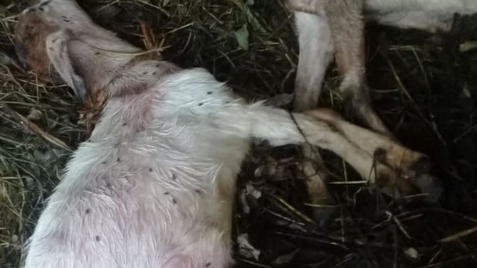 kambing mati secara misterius di kuningan