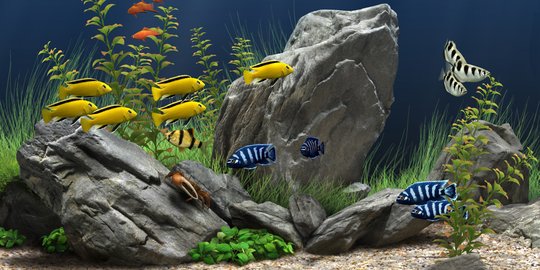 106+ Set Up Aquarium Ikan Koki Gratis