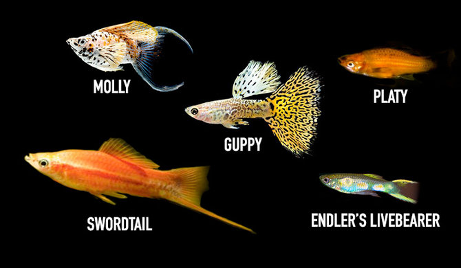 7 Jenis Ikan Aquascape Yang Cocok Untuk Dipelihara Percantik Akuarium Anda Merdeka Com
