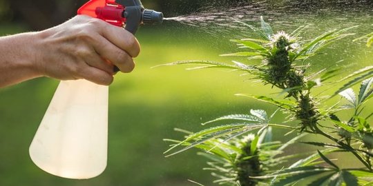 Warga Sumsel Disarankan Isi Libur Tahun Baru dengan Berkebun