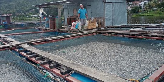 Ribuan Ikan di Danau Pasuruan Mati Mendadak, Ternyata Ini Penyebabnya