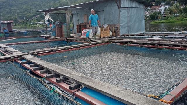 miris ribuan ikan di danau pasuruan mati mendadak karena ini