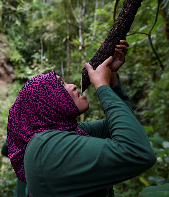 seorang anggota penjaga hutan mpu utuen meminum air dari akar pohon kemampuan bertahan hidup di alam liar menjadi hal yang harus dimiliki perempuan penjaga hutan mpu uteun