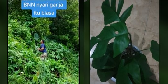 Kocak Petugas BNN Niat Razia Ganja, Pulang Bawa Tanaman Hias Demi Istri