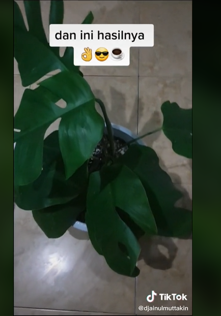 kocak petugas bnn niat razia ganja