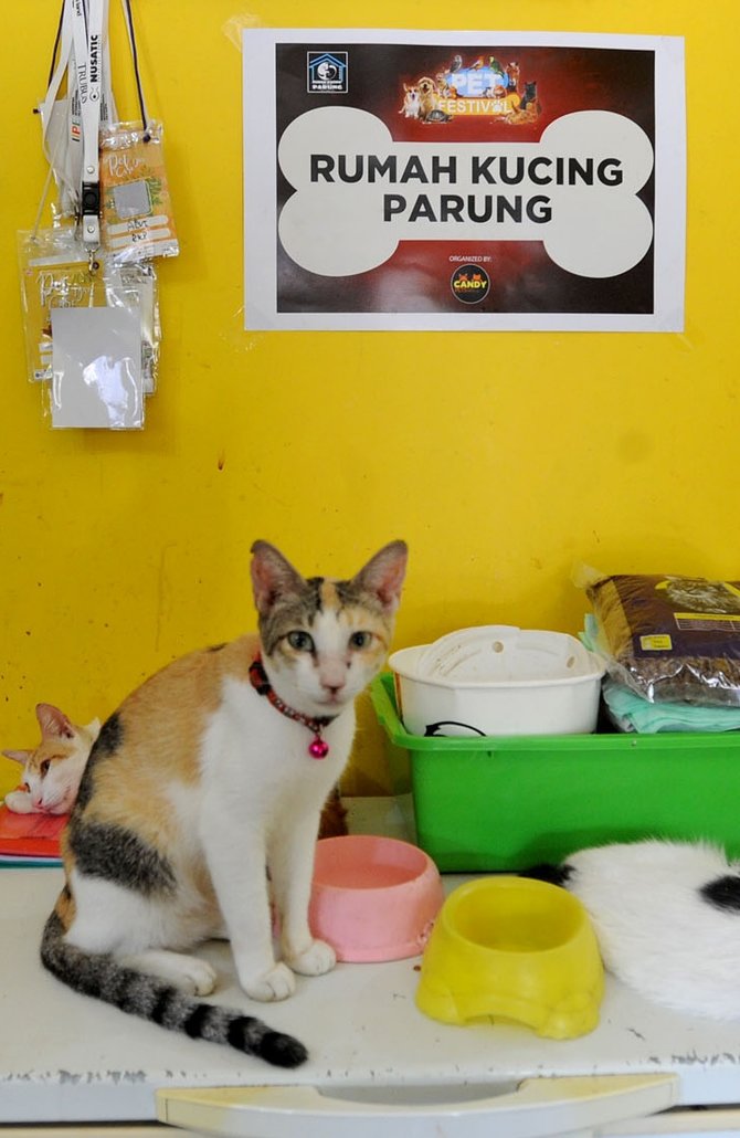 Satu Atap dengan 250 Kucing  merdeka.com