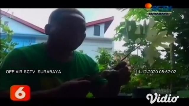 pria di surabaya budi daya buah tin di pekarangan sempit