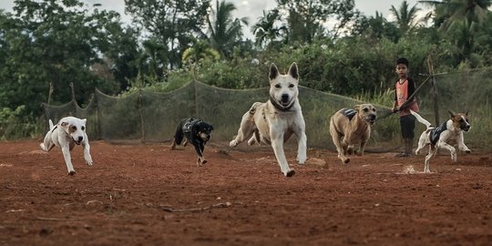 Serunya Balapan Anjing Pemburu Babi di Sumatera Barat
