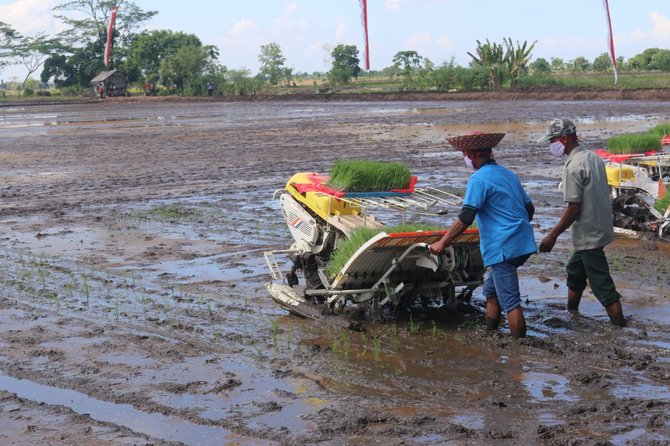 membajak sawah