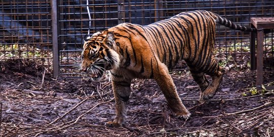 Dievakuasi dari Jeratan, Harimau Sumatera Corina Dilepaskan ke Habitatnya