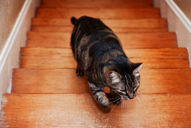 kucing gemuk itu lucu tapi cegah jangan sampai obesitas