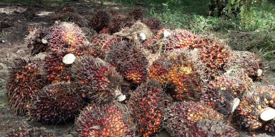Mendag Lutfi Diminta Gencarkan Kampanye Positif Kelapa Sawit Indonesia