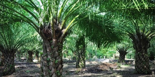 RPP Kawasan Hutan di UU Cipta Kerja Diharapkan Tak Rugikan Petani Sawit